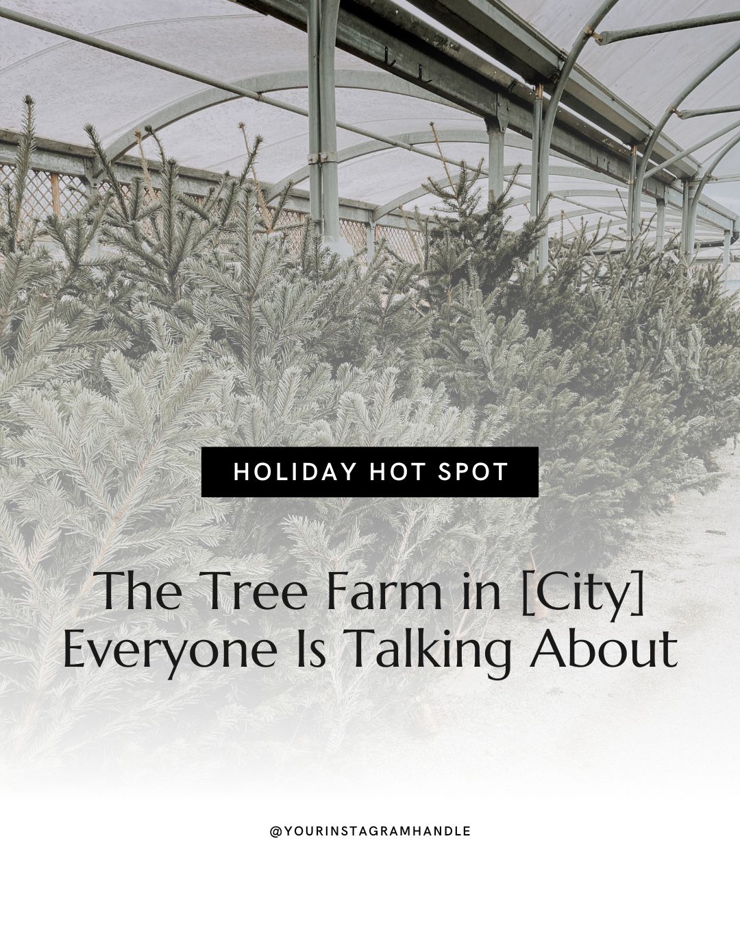 DAY ONE - Tree Farm (2)